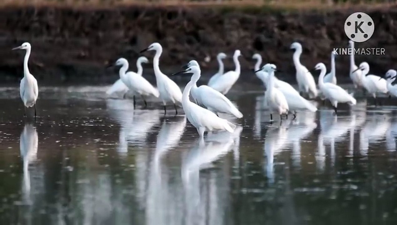 Os animais mais fofos do mundo N•345
