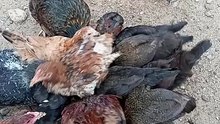 Poulet