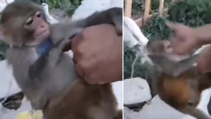 Şiddet uygulanan maymun, kurtarılıp korumaya alındı