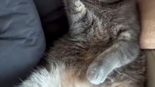 Funny Cat and Cute Kitten