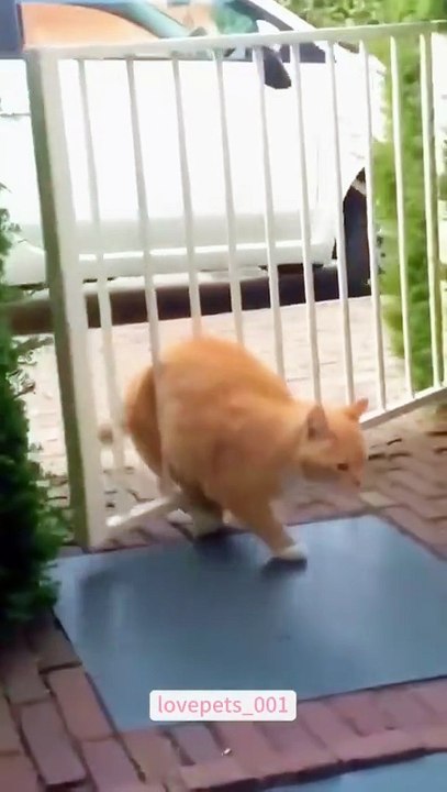 OMG! My cat got stuck…#cat #cats #catlover #catsoftiktok #funny #foryou #funnyvideos #viral #usa #fyp