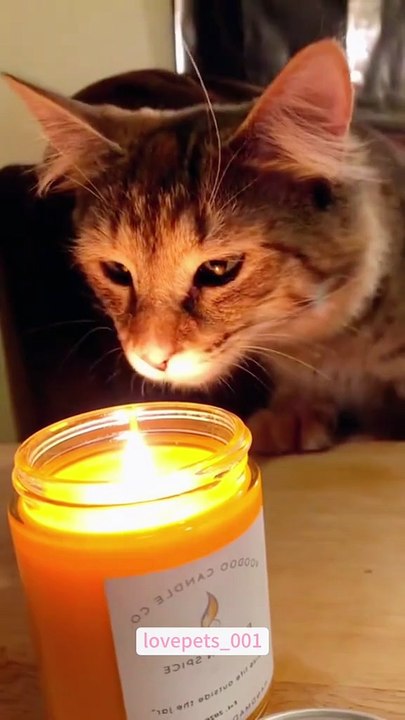 lovepets_001 “Curiosity kills the Cat.”#cat #cats #catsoftiktok #catlover #funny #foryou #funnyvideos #viral #usa
