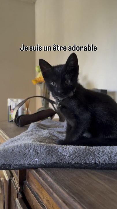 Ceci est un chat adorable !