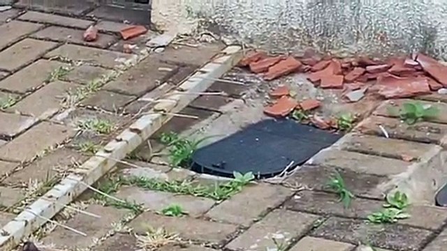 Abelhas fazem “moradia” em medidor de água no Florais do Paraná e preocupam moradores