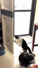 Some people have therapists… I have a cat. 🐱💛 From head bumps to silent stares of judgment, this little furball is the best part of my day. Who else speaks fluent meow? 😹✨