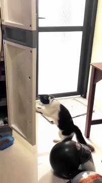 Some people have therapists… I have a cat. 🐱💛 From head bumps to silent stares of judgment, this little furball is the best part of my day. Who else speaks fluent meow? 😹✨