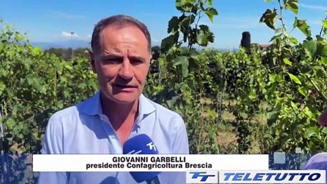 Video News - Grande annata per i vini bresciani