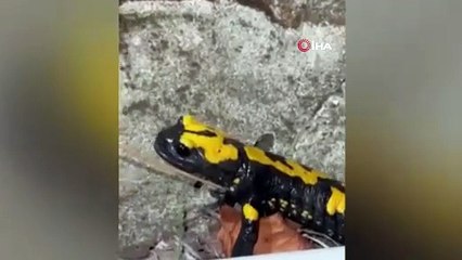 Osmaniye’nin renkli misafiri! Nesli tükenme tehlikesinde