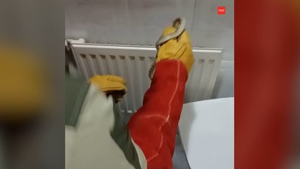 Agentes Forestales recogen una culebra de escalera de un domicilio en Campo Real