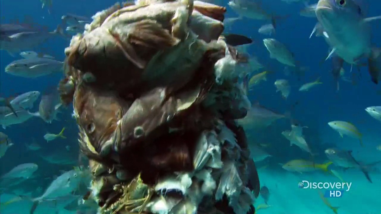The Blue Realm_4of4_Shark Business