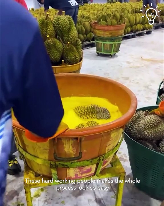 How fruits and veggies get processed!