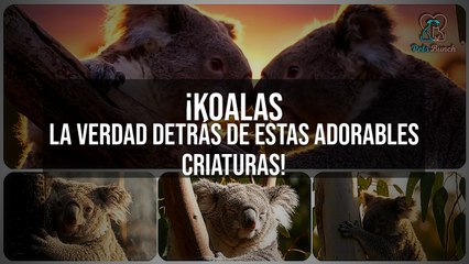 Koalas: La VERDAD que no te contaron sobre estas adorables criaturas 🐨
