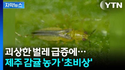 [자막뉴스] 지금 잡지 못하면 초토화...발등에 불 떨어진 제주 / YTN