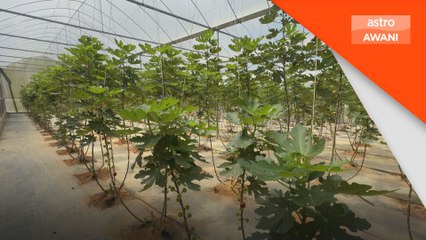 Buah tin kini ditanam di Kelantan, dapat permintaan tinggi