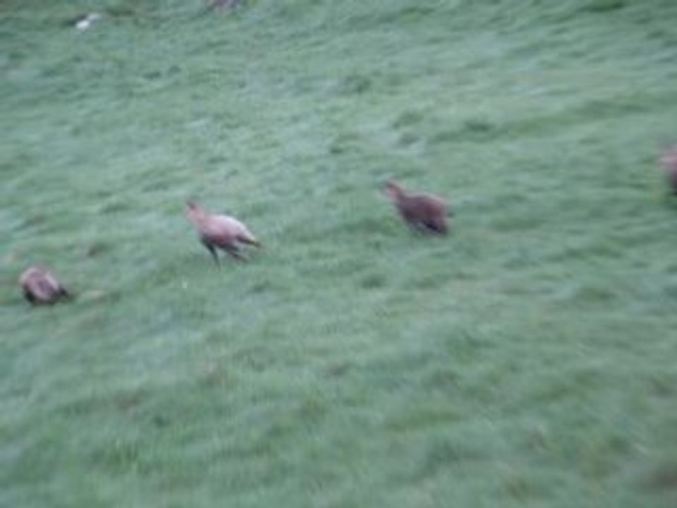 Chamois2