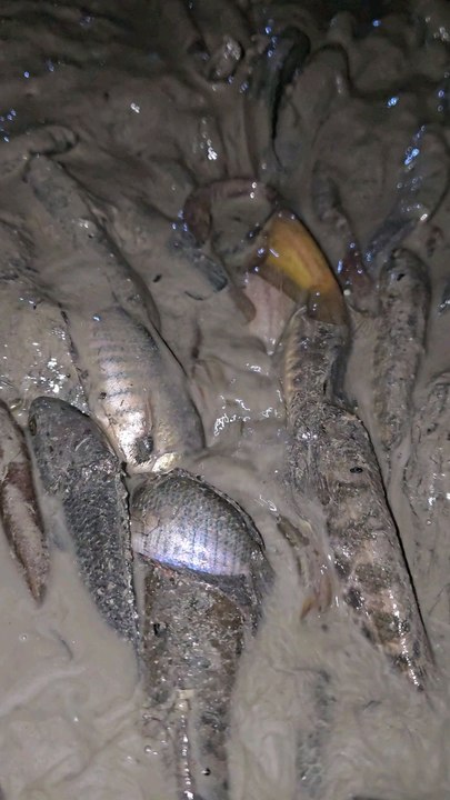 Fishing 🎣 video #fishing #fishingtips #fishingtrip #fishinglife fishing shorts