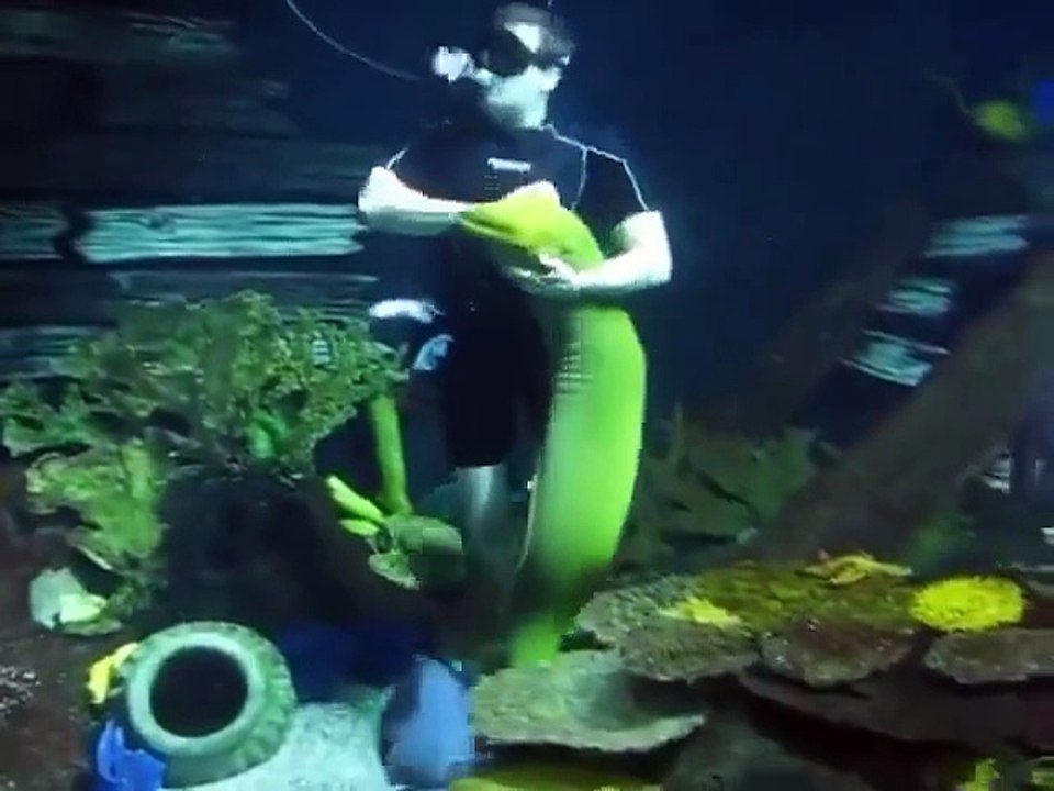 If it swims in the Sea and cuddles you like a Puppy, that's a Moray!