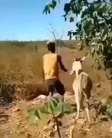 funny video 2025