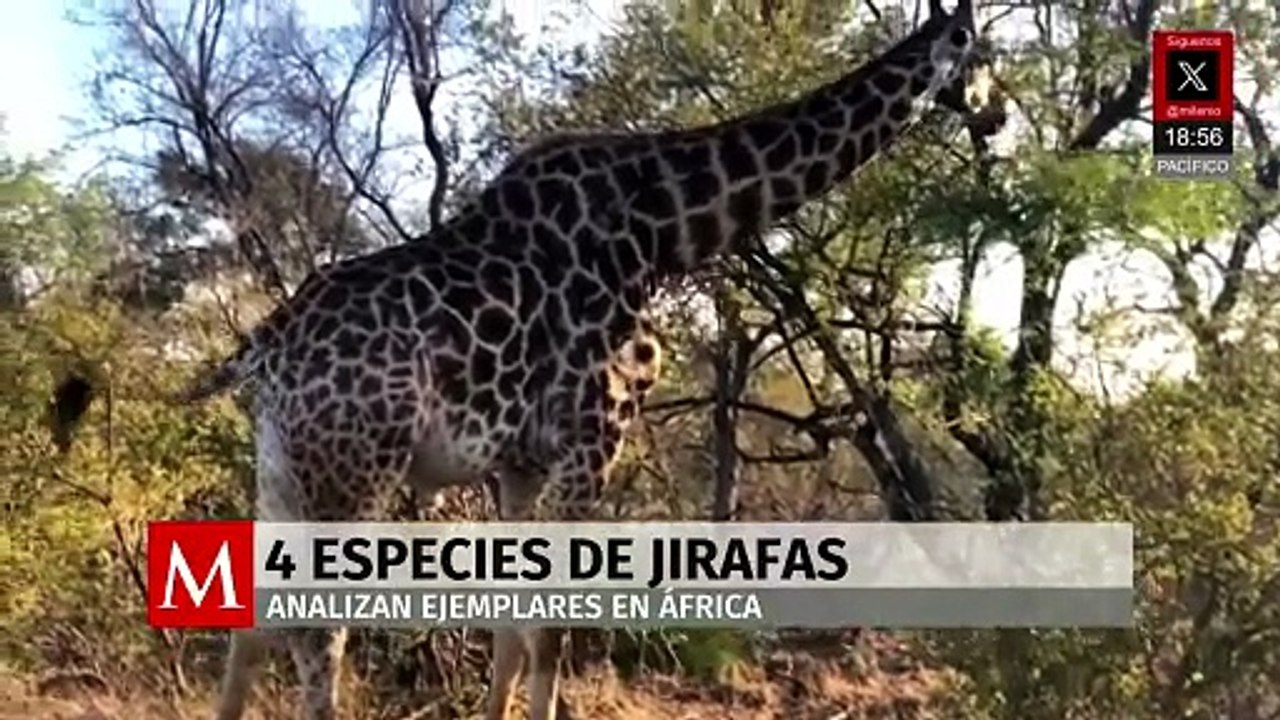 Científicos confirmaron que en África existen cuatro especies de jirafas
