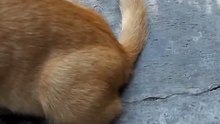 Cute orange cat | Playful kitty