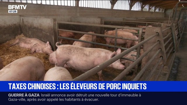 Les éleveurs de porc inquiets face à la décision de la Chine d'imposer jusqu'à 60% de droits de douane sur la viande venue d'Europe