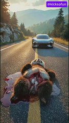 Injured panda on the hills