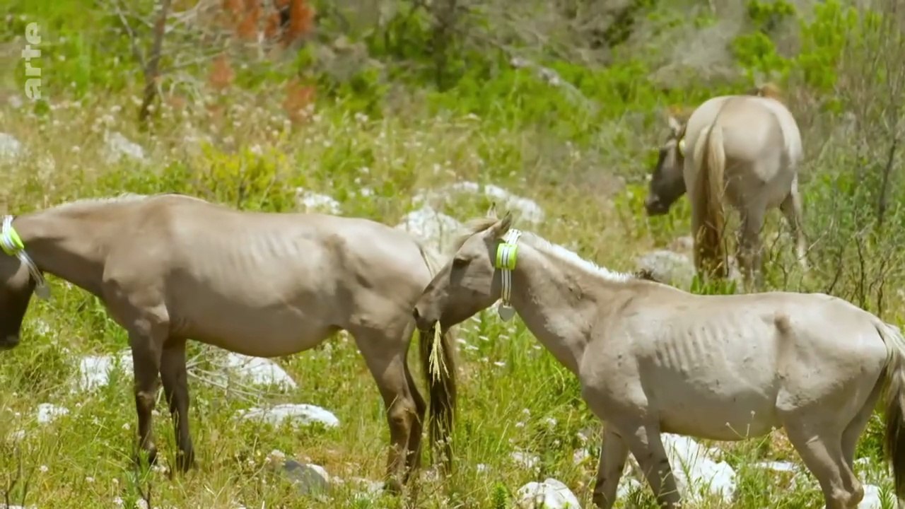 Les parcs naturels portugais - Le parc naturel de Sintra-Cascais
