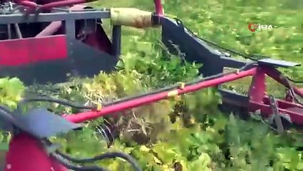 110 bin dekar alana ekilen kuru fasulyenin hasadına başlandı