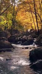 Forest Bathing in 60 Seconds #forestlife #forestbathing #forestwalk #naturelovers #naturesounds  HD