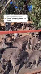 Kangaroo diaries only in Australia 🇦🇺