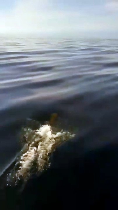 La danza spettacolare dei delfini avvistati dai turisti al largo di Filicudi