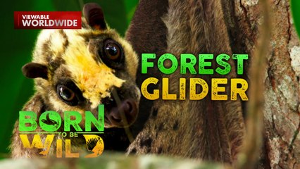 Lumilipad na mammal, matatagpuan sa Pilipinas! | Born to be Wild