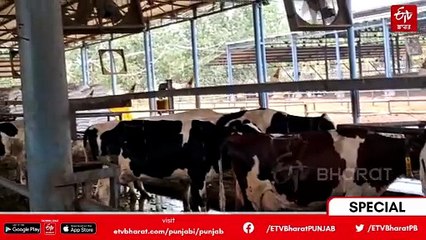 ਮੀਂਹ ਅਤੇ ਹੜ੍ਹਾਂ ਦੌਰਾਨ ਕਿਵੇਂ ਰੱਖੀਏ ਪਸ਼ੂਆਂ ਦਾ ਧਿਆਨ ? ਲੱਗ ਸਕਦੀਆਂ ਹਨ ਮਾਰੂ ਬਿਮਾਰੀਆਂ