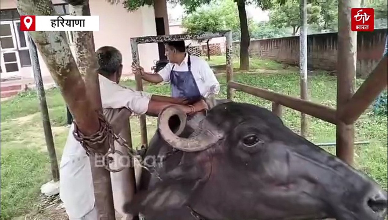 भिवानी में बाढ़ प्रभावित पशुओं को बीमारियों से बचाने के लिए टीमें गठित, पशुपालकों के लिए एडवाइजरी जारी