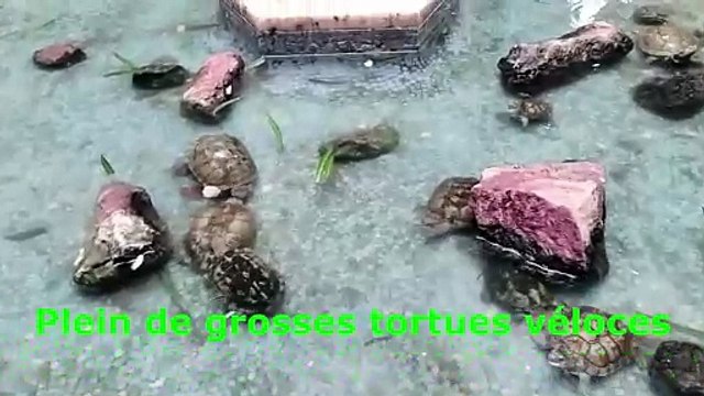 Avenue Bourguiba Tunis coeur historique et économique de la capitale Tunisienne