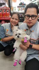 🔴 ENJOYABLE SUNDAY MOMENT WITH PICKLES #shihtzu