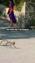Ces macaques sont les rois des voleurs !