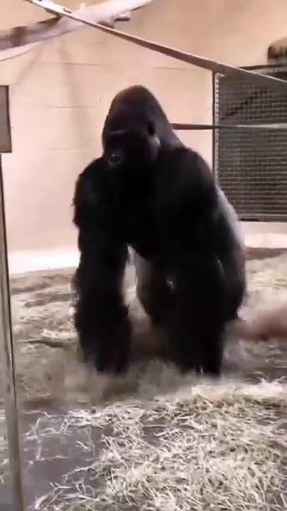 Delta Fitness Onyx Bumper Plates Preview (Budget Bumper Plates)