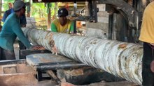 Cut coconut tree into 2x20 Easy Steps with Sawmill