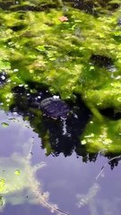 UNEXPECTED Breakfast Guest! 😲✨ #shorts #funnyanimals #animals #animalvideo #surprise