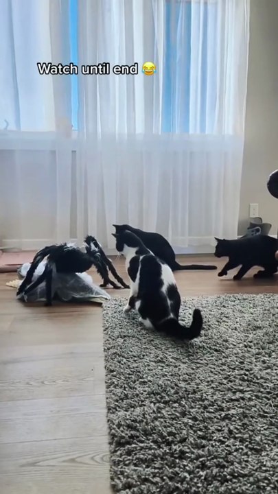 Funny video