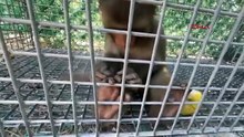 Sahibinin şiddet uyguladığı minik maymun kurtarılarak, koruma altına alındı