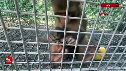Hatay'da şiddet gören maymun Tarsus Doğa Parkı'na gönderilecek
