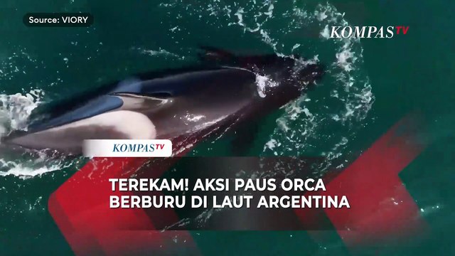 Terekam! Gambar Udara Aksi Paus Orca Berburu di Semenanjung Valdes, Argentina