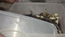 rescued 17 baby cobra