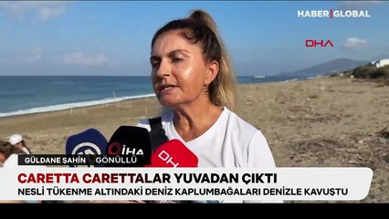 Caretta carettalar yuvadan çıktı: Gönüllüler yardımcı oldu