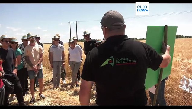 Algas cultivadas com efluentes de fábricas de lacticínios reduzem utilização de fertilizantes minerais em 25%