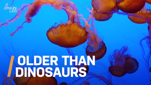 Could This Jellyfish Fossil Be Older Than the Dinosaurs?