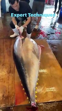 Incredible Giant Bluefin Tuna Otoro Cutting