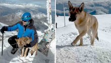 🐶 Homeless dog conquers the top of Mount Elbrus, the highest mountain in Russia!